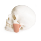 Preview: Schädelmodell für Zahnmedizin mit CMD Syndrom